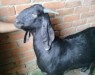 Goat(খাসি,রামছাগল)